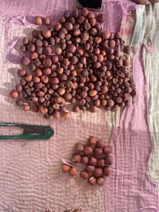 Ck Of Double Cutting Betelnuts, Color : White, Shiny-white For Food