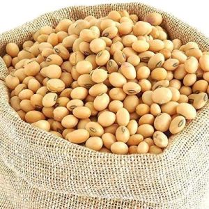 60kg Soybean Seeds 3 Months 13% 90%