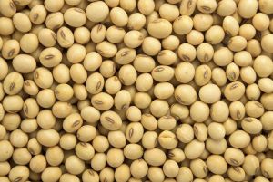 Soybean Oil Seeds