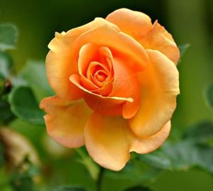 Fresh Orange Rose Flower