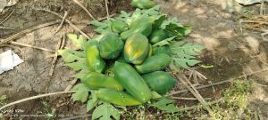 Papaya Fruit