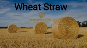 Wheat Straw