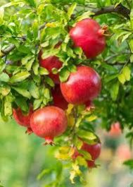 Organic Fresh Fruits, Color : Red For Human Consumption