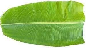 Organic Banana Leaf, Color : Light Green, Packaging Type : Gunny Bag For Making Disposable Items