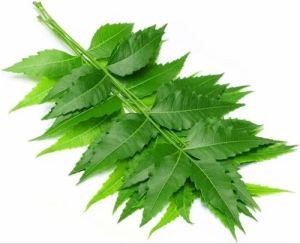 neem leaves