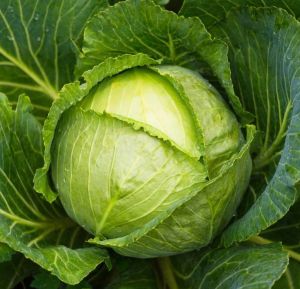 Fresh Cabbage, Color : Green, Packaging Size : 5-25kg