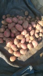 Organic Red Potato