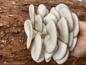 Fresh Oyster Mushroom