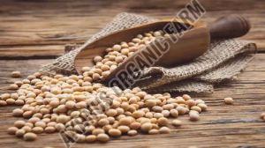 A Grade Organic Soybean Seeds For Cooking