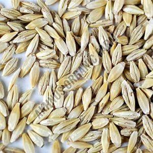 Barley Seeds For Agriculture