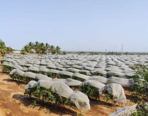 Agricultural Ground & Crop Covers