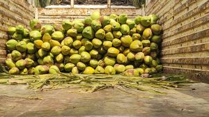 Natural Green Tender Coconut, Weight : Above 2kgs, Coconut Size : Medium, Packaging Size : 25-50kg