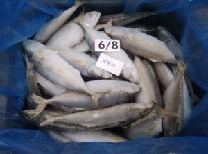 Indian Mackerel, Certification : Haccp, Packaging Type : Box For Hotel, Mess, Restaurant