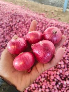 fresh red onions