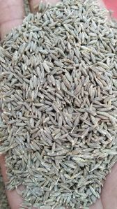 cumin seeds