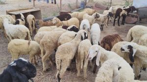 Bannur Sheep