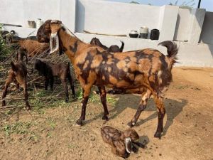 sirohi female goat