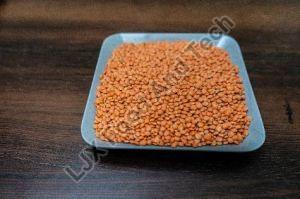 red masoor dal