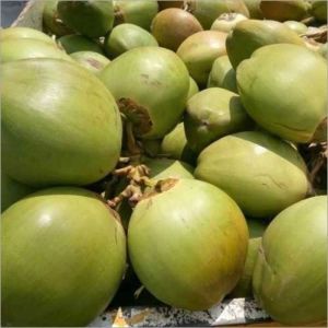 fresh tender coconut