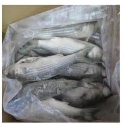 Frozen Grey Mullet