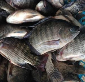 Frozen Tilapia Fillet and Whole