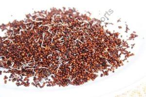 Sprouted Ragi