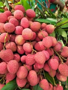 Pink Common Shahi Litchi, For Human Consumption, Feature : Sweet In Taste