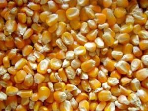 Yellow Corn for Human Consumption