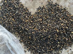 Sunhemp Seeds