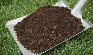 Vermicompost Manure