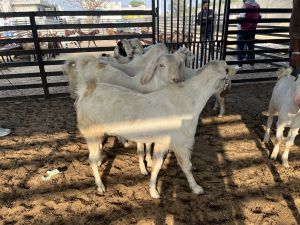 Sojat goats male female