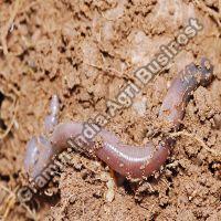 Red Australian Breed Eisenia Fetida Live Earthworms at Rs 200 / Kilogram in  Jaipur