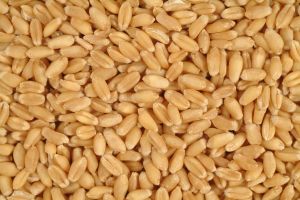 Natural Wheat Grain