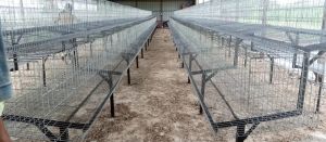 Layer Poultry Cages