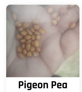 pigeon pea