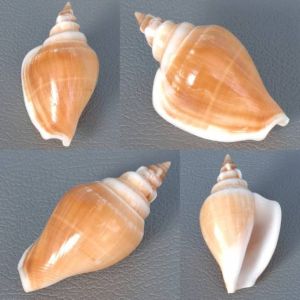 Brown Strombus Canarium Seashells