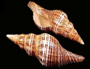 Fasciolaria Seashell