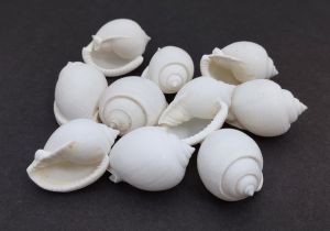 Phalium Canaliculatum Seashell