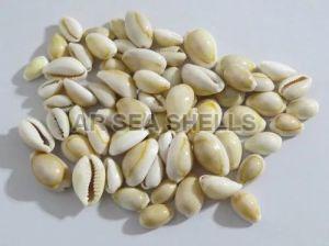10mm Natural Cowri Seashell