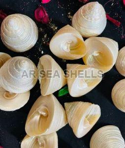 Elegant Natural Seashell