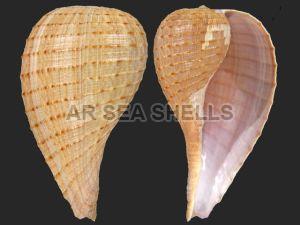 Ficus Gracilis Seashell