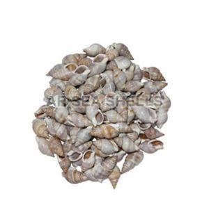 Natural Nassarius Dorsatus Seashell
