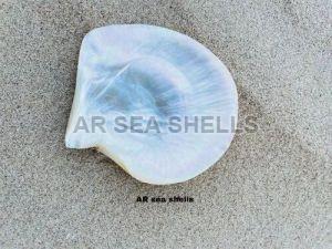 Natural Pearl Seashell