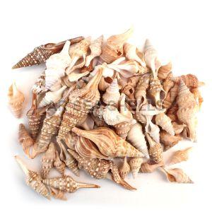 Natural Seashell Mix