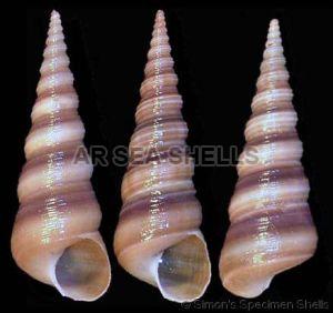 Natural Turritella Duplicata Seashell