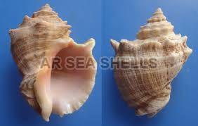 Thais Lacera Seashell