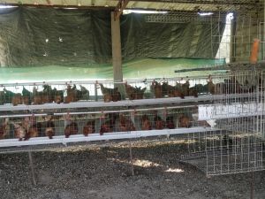 Layer chicken cage