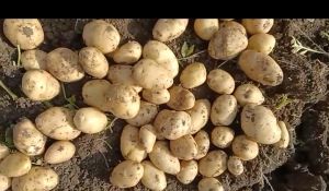 santana potatoes