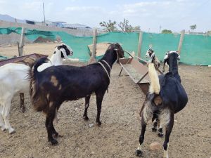 sirohi female goats