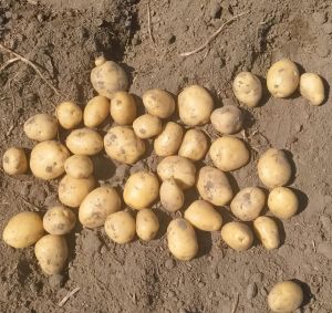 Chipsona potato A Grade quality